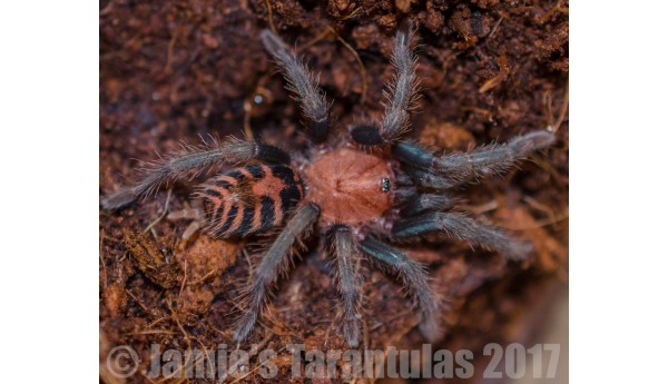 Special: Davus pentaloris (Tiger Rump) 1/4-1/2” & Terrestrial Spiderling Enclosure Kit